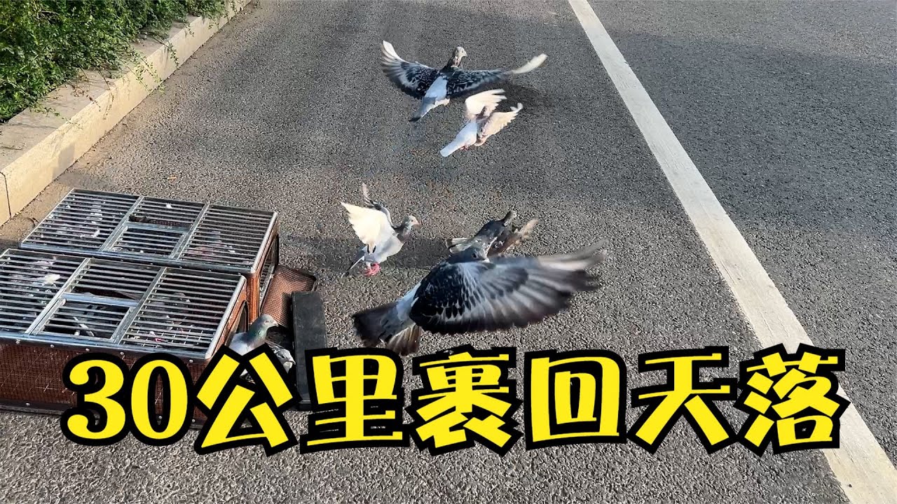 第二次训放30多公里，一个多小时鸽子才归巢，带回来只小特比天落