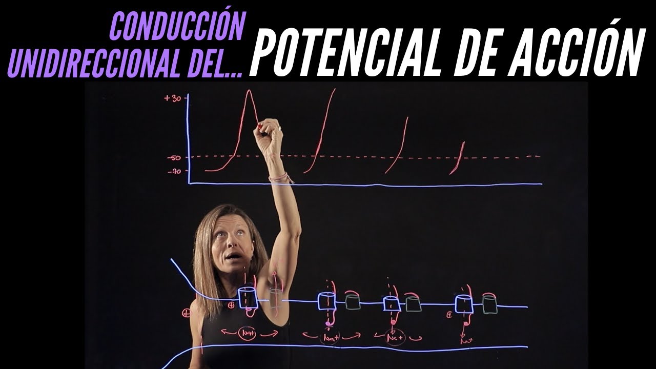 Conducción unidireccional del potencial de acción del axón gracias a las compuertas del canal de Na+