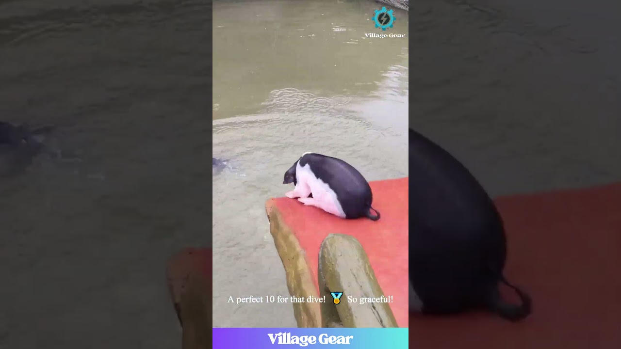 These Diving Piggies Are My New Favorite Athletes! 😂🐷 Look at Their Perfect Form! #pig #funny