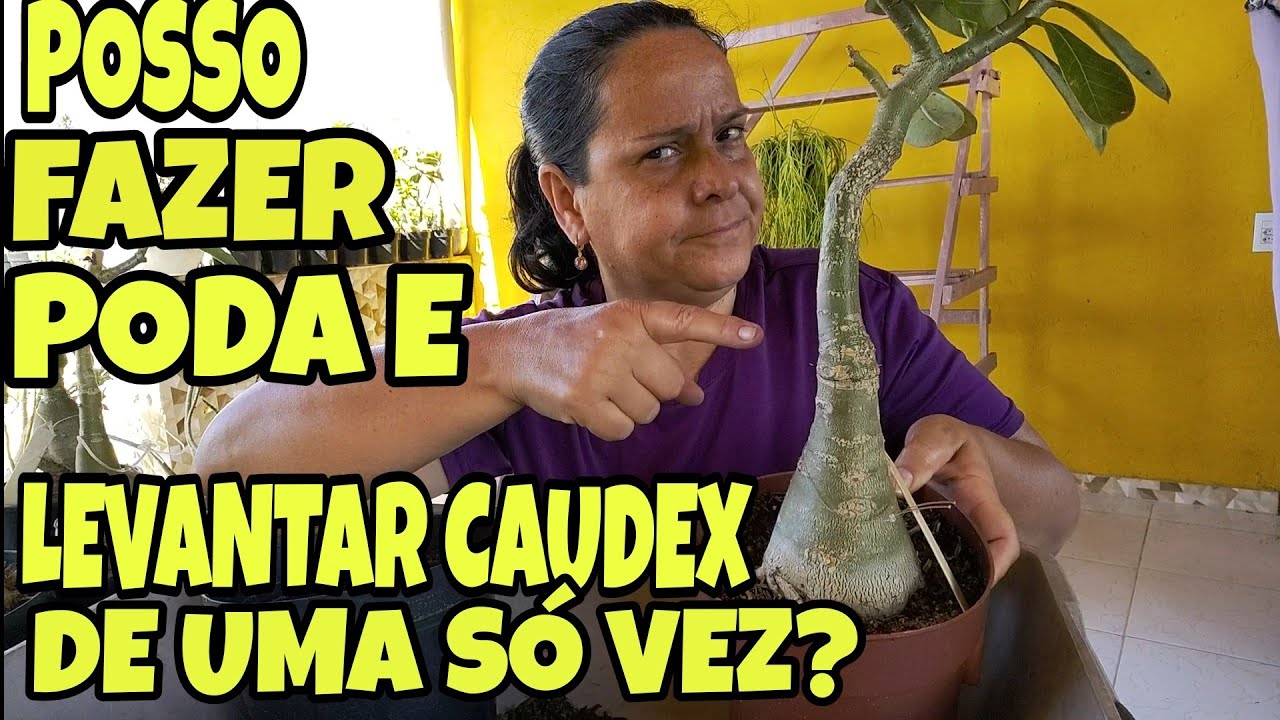 Posso PODAR e fazer o levantamento de Caudex, NA MESMA HORA na rosa do deserto ?