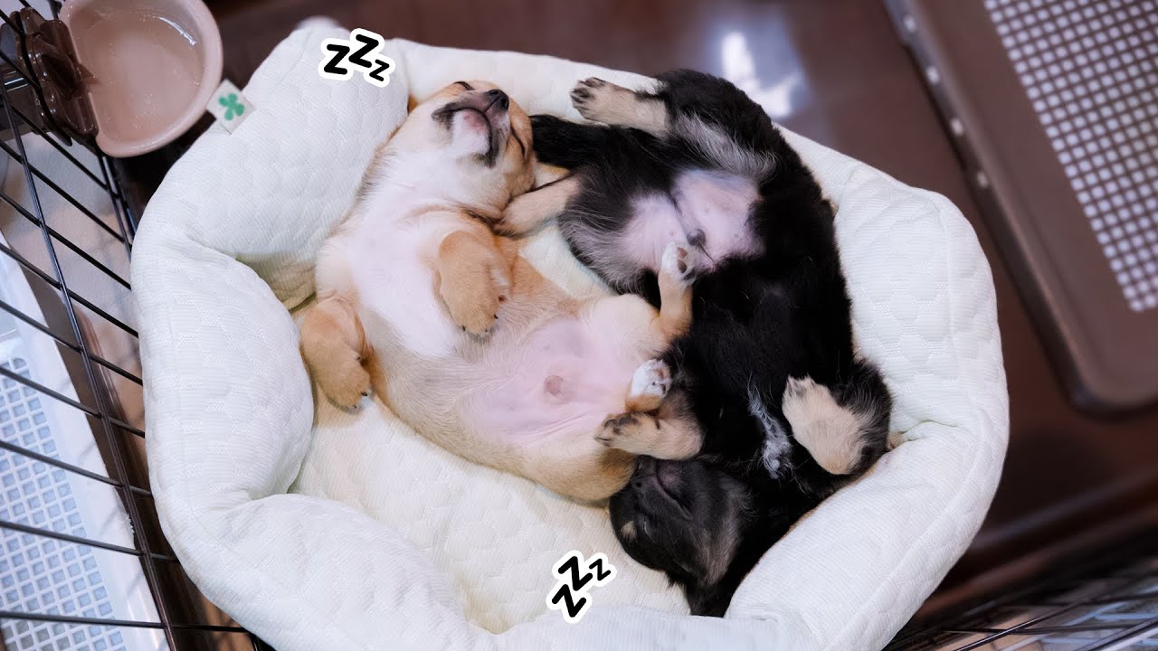 【チワワ】 この後、ふたり一緒のご家庭に巣立つ子犬ですが爆睡中です【ブリーダー】