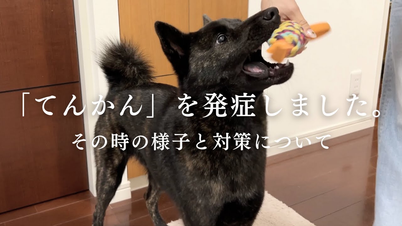 甲斐犬のやぶが「癲癇（てんかん）」を発症しました。その時の様子と対策についてお話します