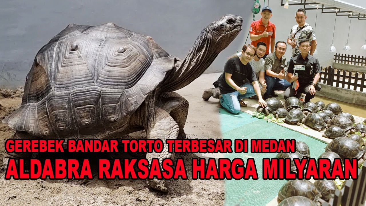 GEREBEK BANDAR TORTO TERBESAR DI MEDAN - ALDABRA RAKSASA HARGA MILYARAN