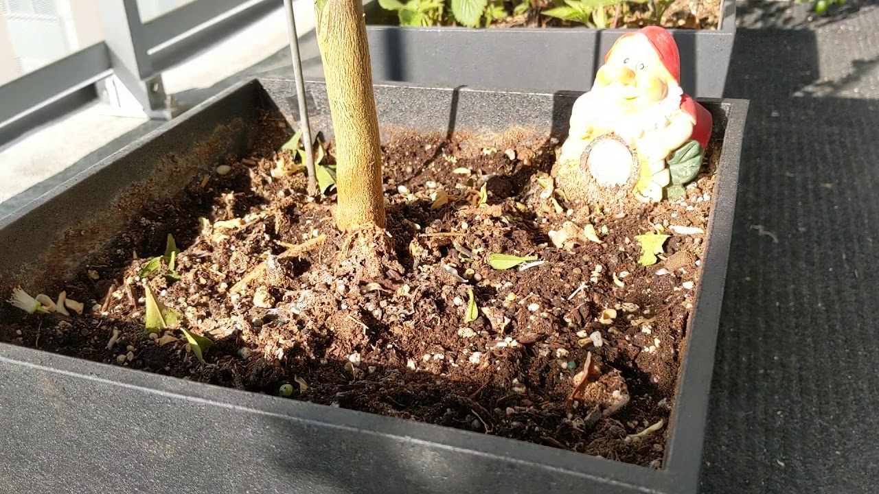 The Secret To Growing Fruits in Pots (Eliminate root rot!)