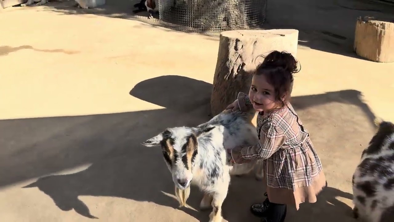 Lulu with the goats 🐐 