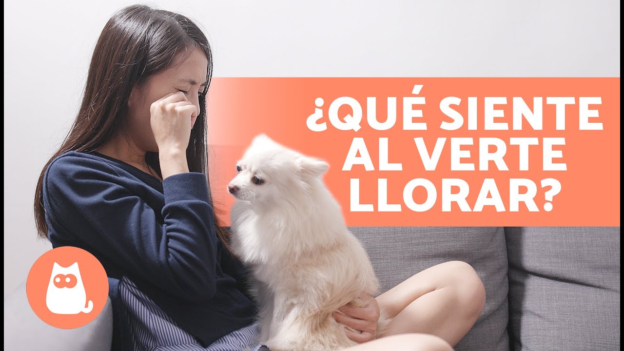 ¿Qué SIENTE mi PERRO cuando me ve LLORAR? 🐶😭 | ¿Los PERROS EMPATIZAN con las PERSONAS?