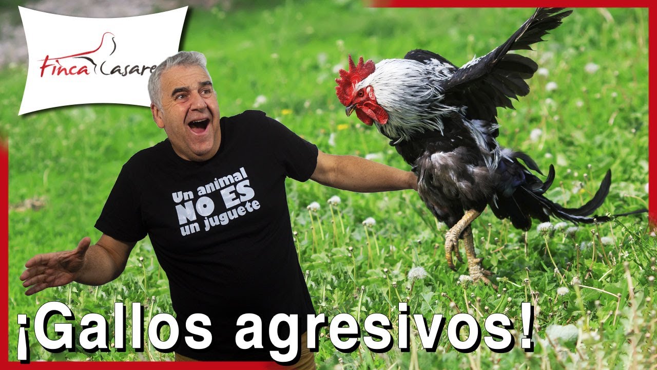 Cómo evitar que mi GALLO me ATAQUE 🧹