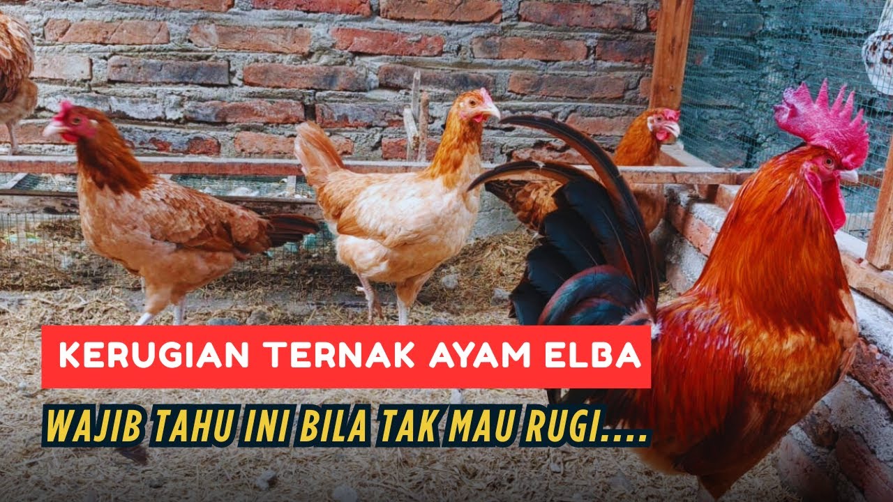 Kekurangan Ayam ELBA yang Jarang Diketahui, Yakin Mau Ternak Ayam Petelur Ini?