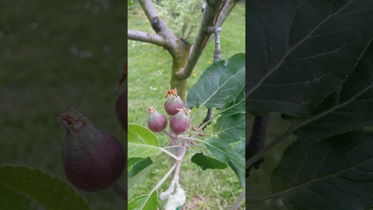 Éclaircissage de pommier et taille en vert (toute première de l'année)