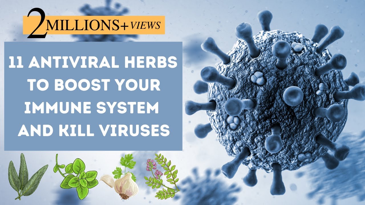 11 Antiviral Herbs To Boost Your Immune System And Fight Viruses❗️