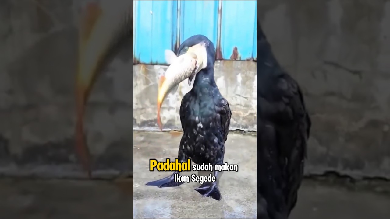 Sudah makan banyak, jadi Nyalinya ciut⁉️ #viral #mancing #shorts
