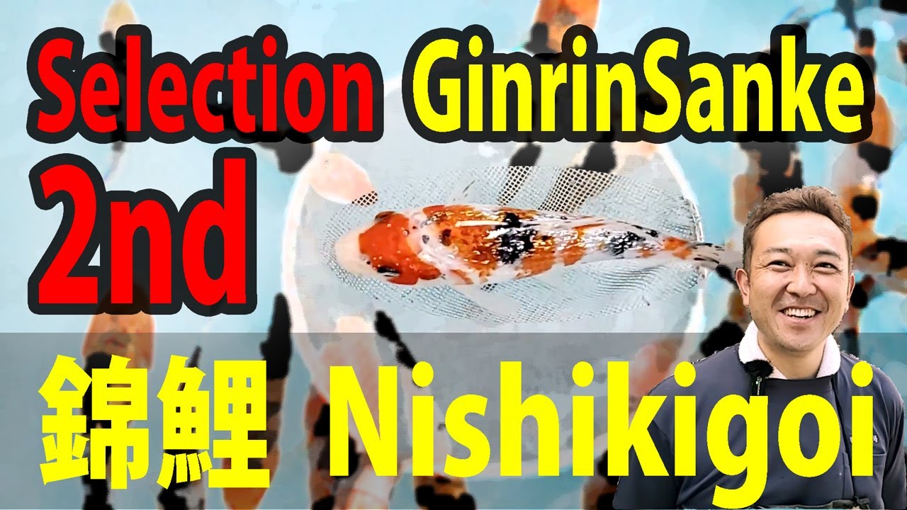 錦鯉 2次選別 銀鱗三色 別府養魚場 #錦鯉 #koifish #別府養魚場