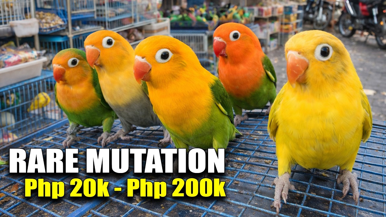YELLOW FACE RARE COLOR, LOVEBIRDS / DOGS, CATS, LIVE STOCKS MARAME DITO