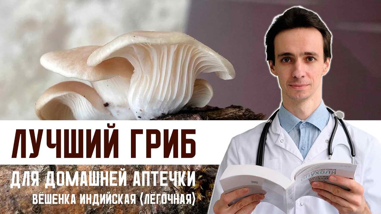 Лучший природный лекарь в Вашей аптечке. Чудесные свойства индийской вёшенки