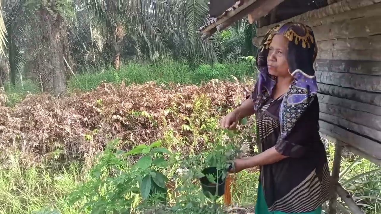  Panen cabe lanjut ika sama Nikmah belanja 