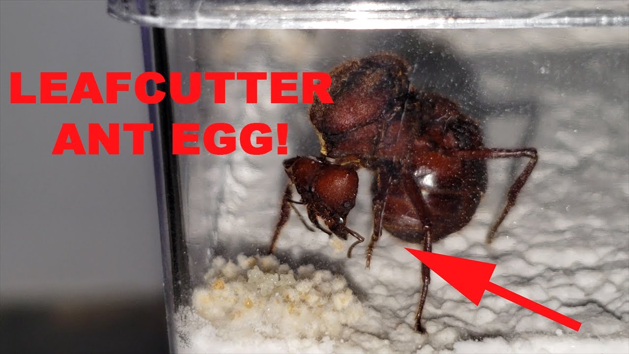 LEAFCUTTER ANT QUEEN LAYING AN EGG! -  Day 11
