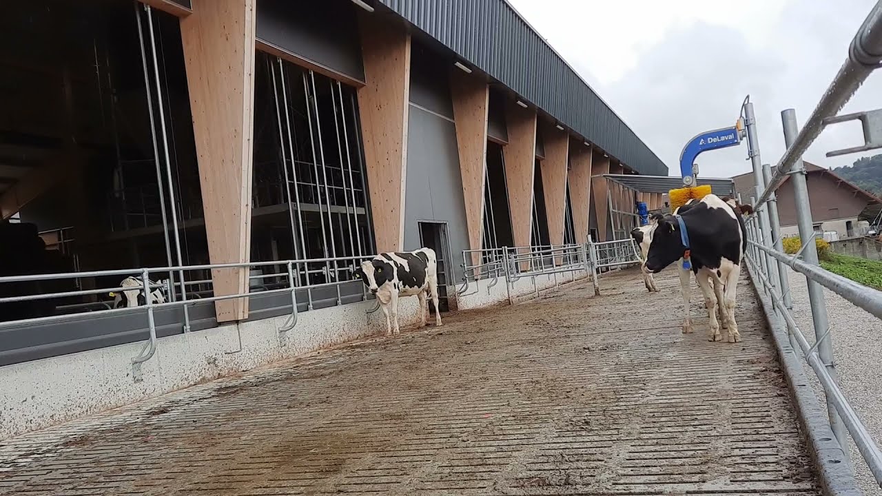 Neuer Kuhstall von Grangeneuve (2.Teil)
