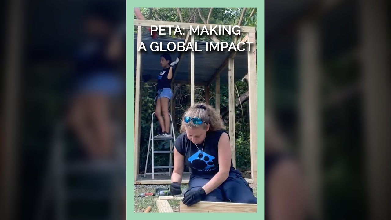 PETA: Making a Global Impact #shorts