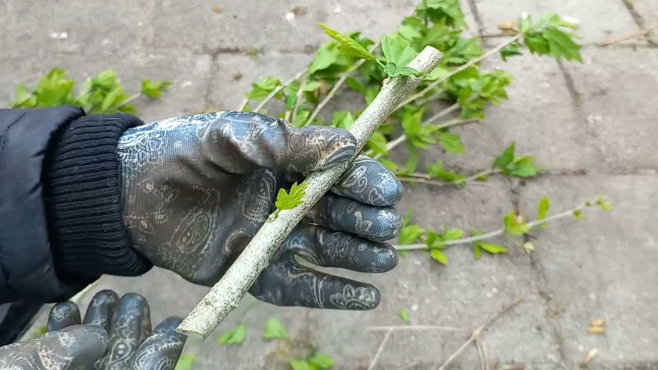 Hoe Stek je Hibiscus in Water