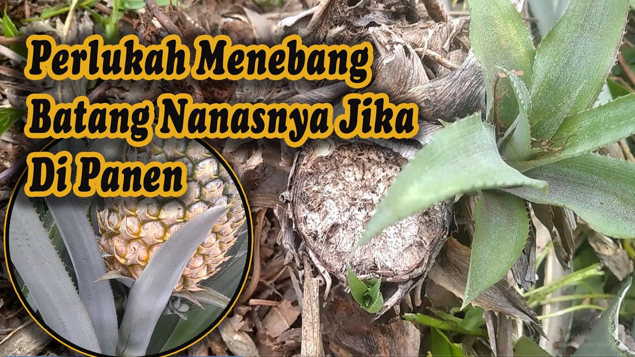 SEBERAPA PERLUKAH MENEBANG BATANG NANASNYA  PADA SAAT PANEN, APAKAH TIDAK MATI