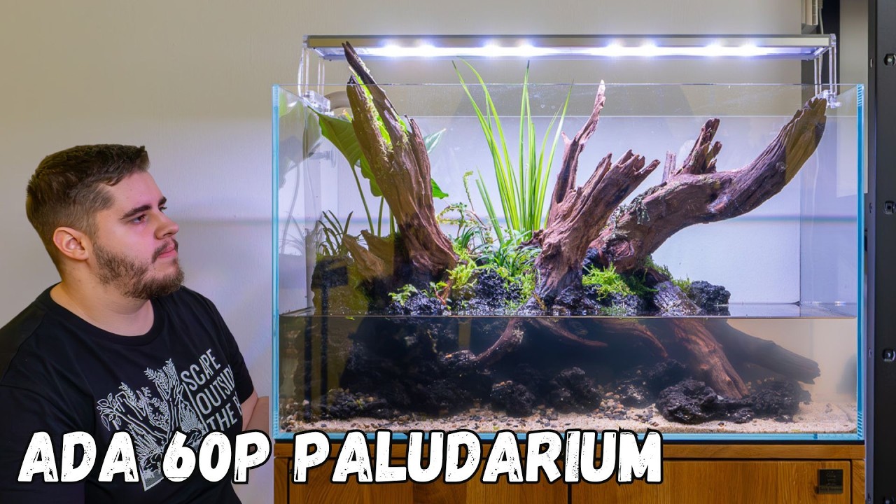 Paludarium ohne Filter einrichten - Aquarium & Terrarium in einem!