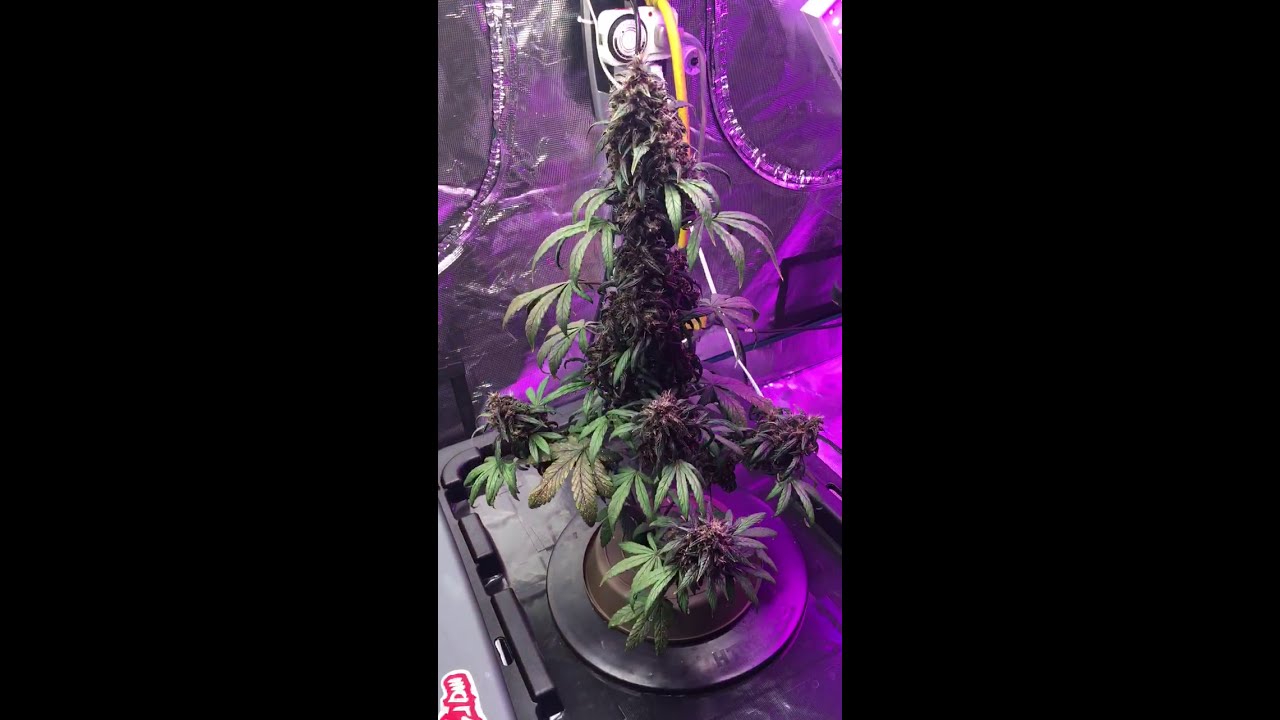 Lsd-25 Auto F.S./ Purple Skunk Mass Auto C.M.C./Mars Sp250/Mars 192