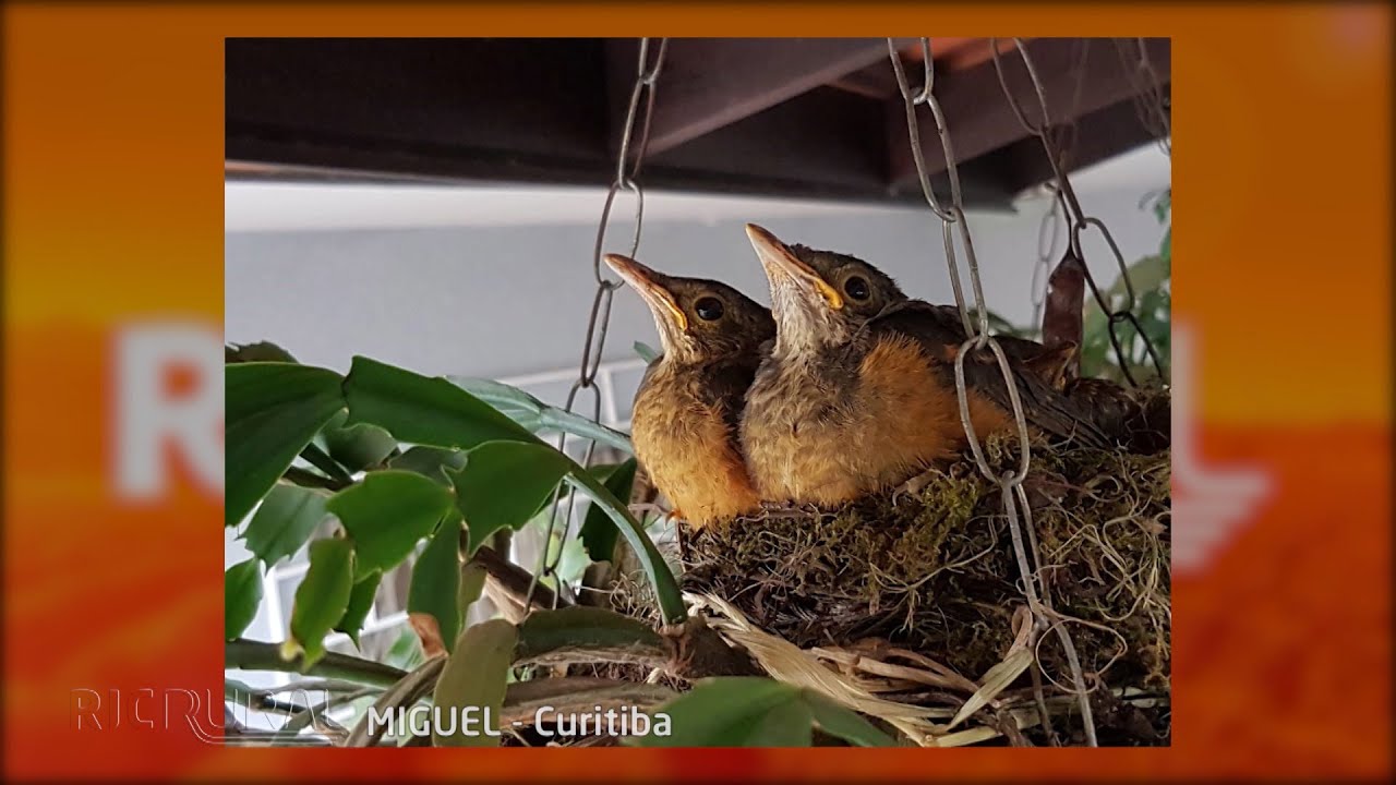 Saracuras, parreiral, p&eacute; de rom&atilde; e mais | COISAS DA RO&Ccedil;A