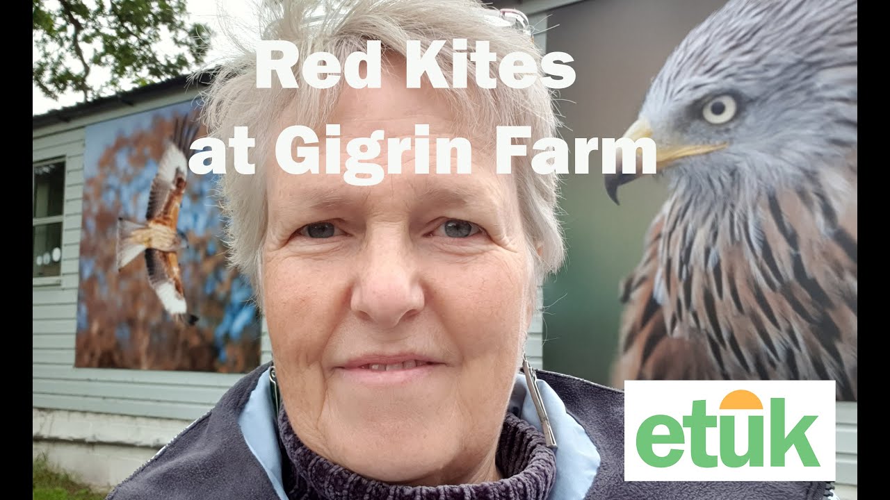 Red Kites at Gigrin Farm