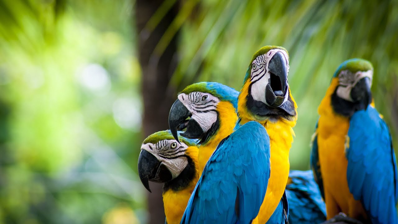 Most Beautiful Bird Sounds YOU WILL EVER SEE!