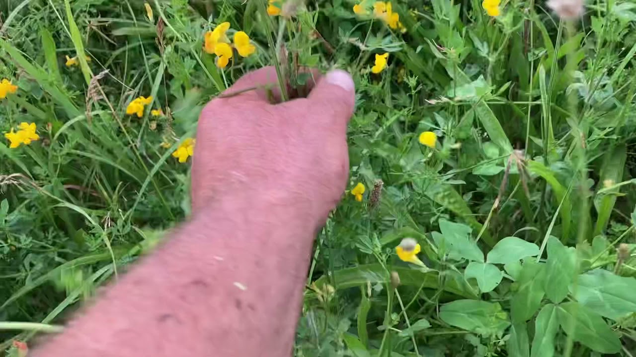 Birdsfoot Trefoil Hay Field Scout