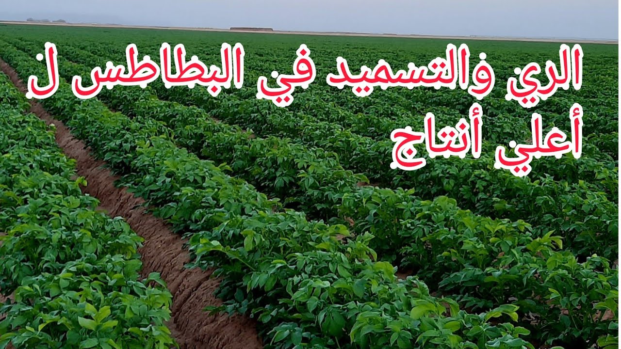 زراعة وإنتاج البطاطس من الاف الي الياء potatoes planning from A&Z