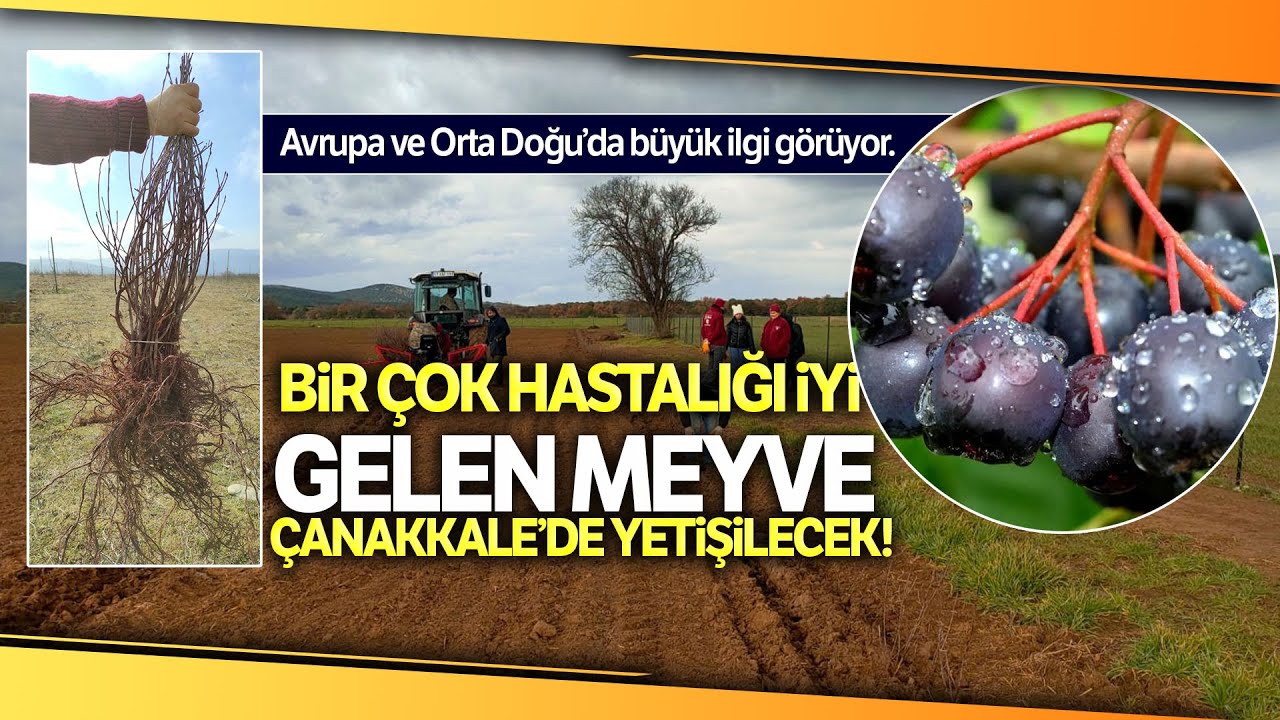 Kızılderililer Soğuk Algınlığı İçin Kullanıyor, 'Aronya' Meyvesi Çanakkale’de Yetişecek