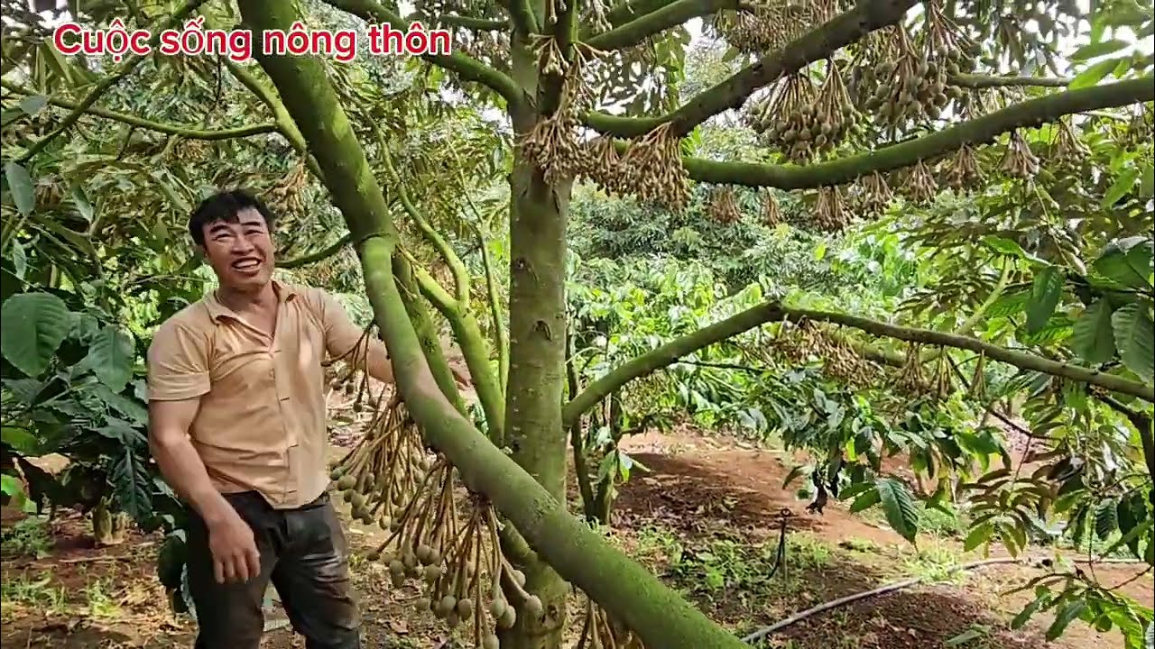Thăm vườn sầu riêng làm bông đạt 100% và nghe các chia sẻ thực tế. 