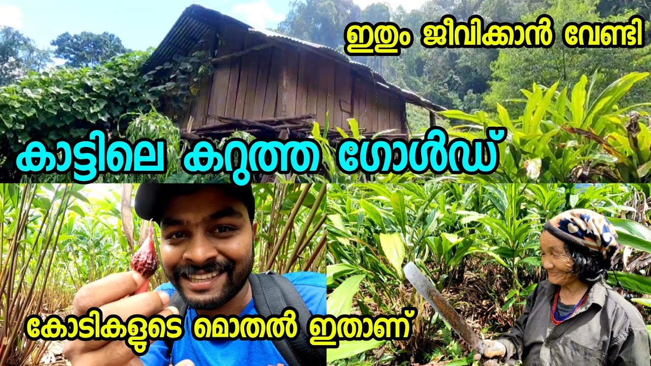 EP 13 കാട്ടിലെ കറുത്ത കൃഷി ഇതും ജീവിക്കാൻ വേണ്ടി Black Cardamom Farm Inside Deep Forest