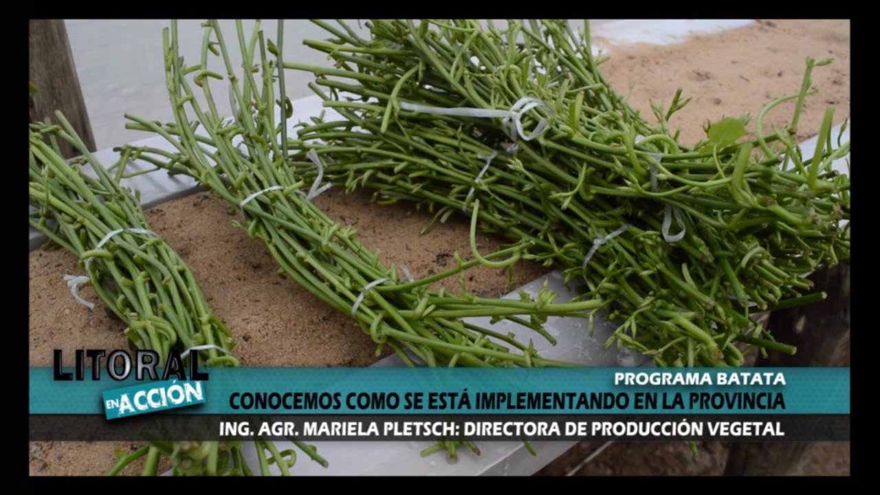 Programa Batata en Corrientes