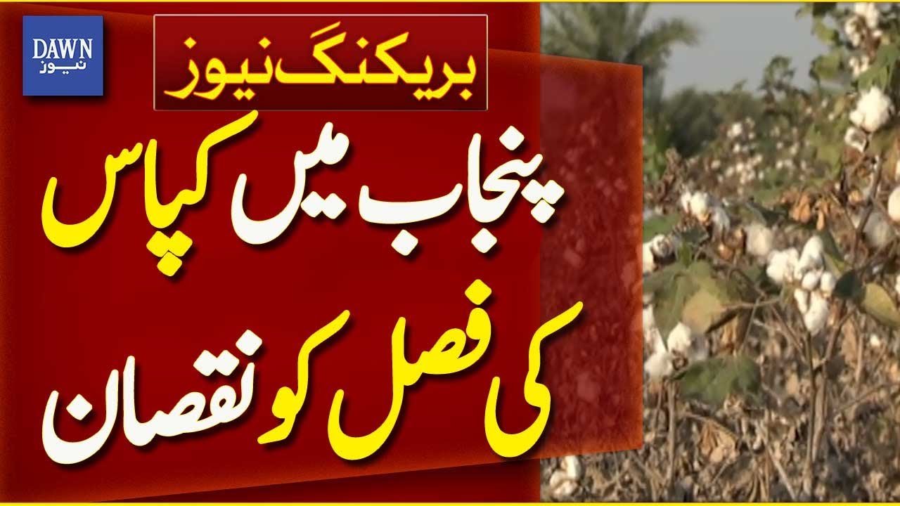 Damage to Cotton Crop in Punjab | Breaking News | Dawn News
