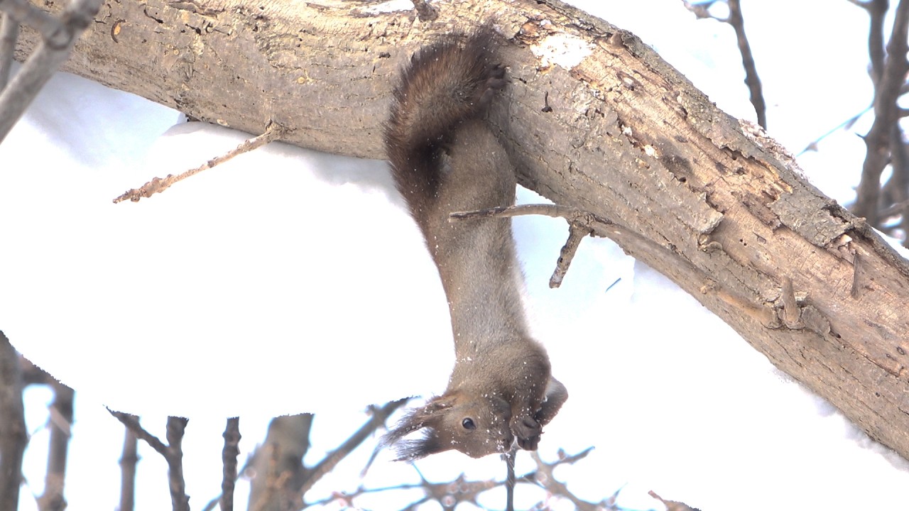 エゾリス　～器用な態勢で食事をする～