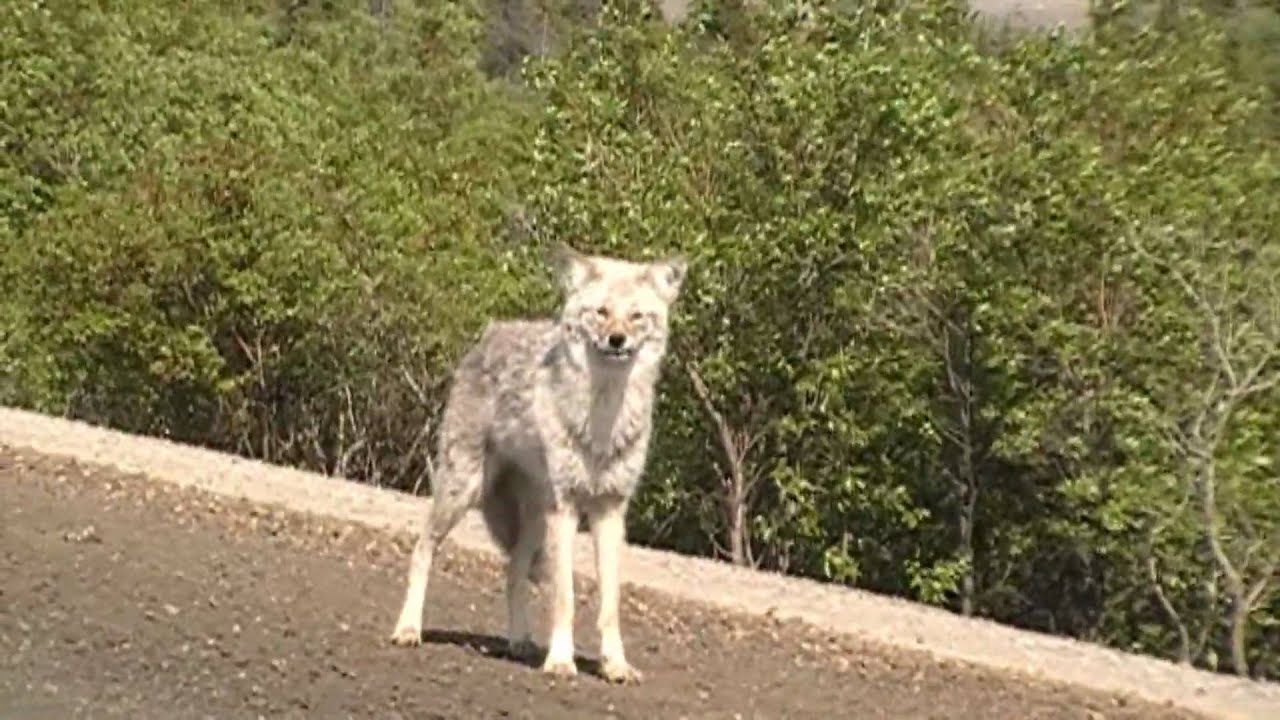Coyote Encounter