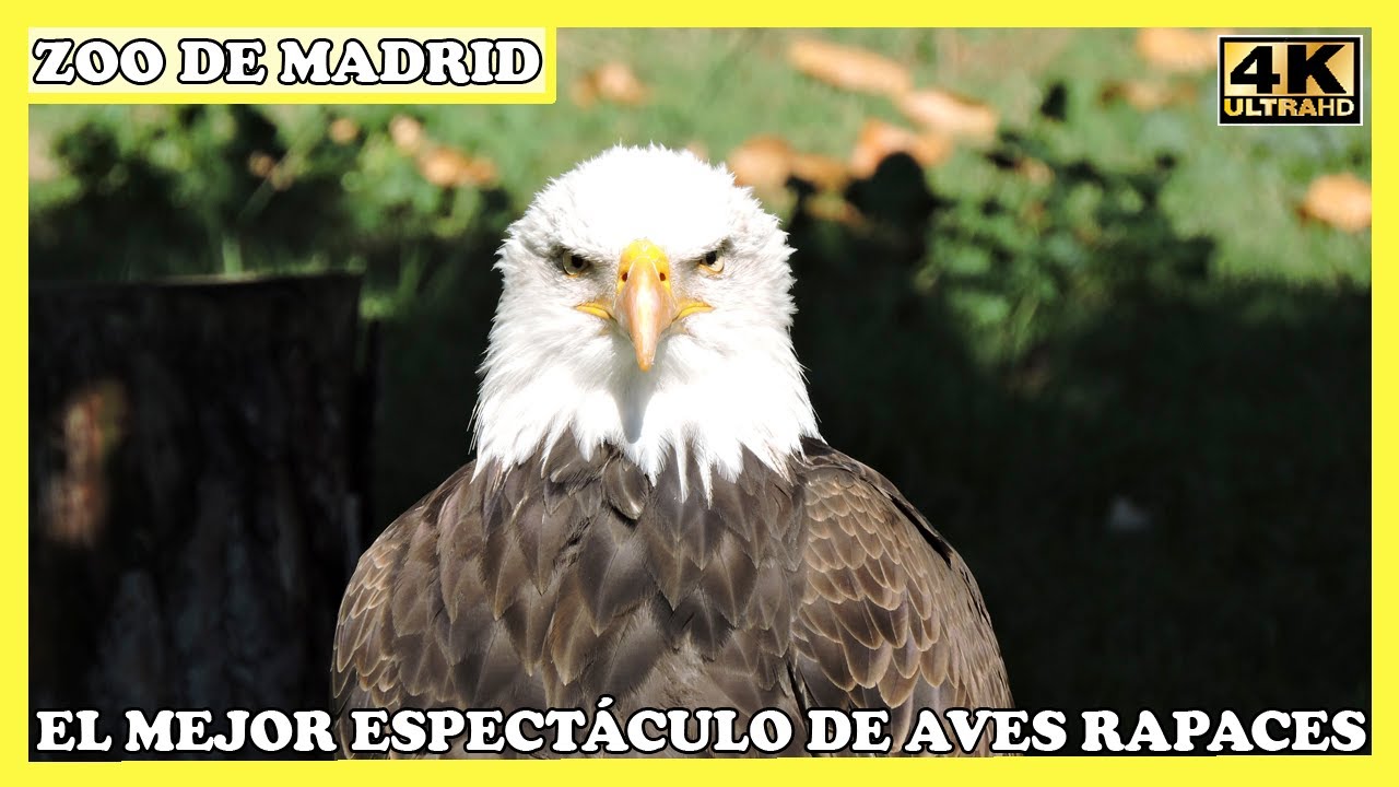 🟢 EL MEJOR ESPECTÁCULO DE AVES RAPACES EN EL ZOO AQUARIUM DE MADRID ESPAÑA EN 4K 🟢