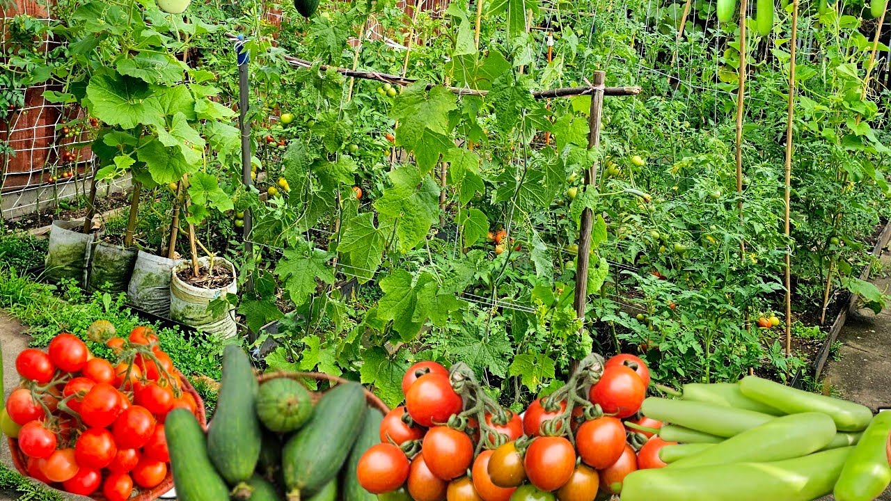 Organic Fruits and Vegetables Farm UK || Garden Ideas for Home Vegetable