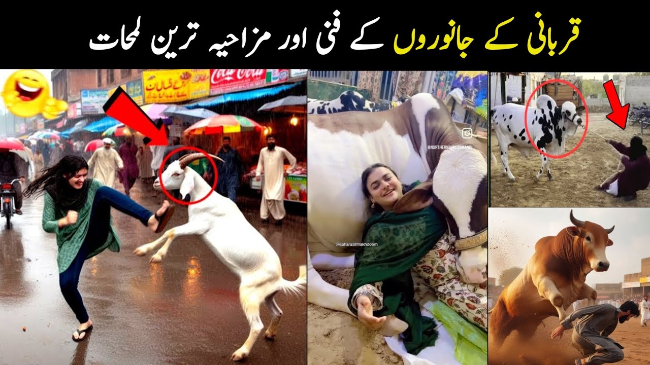 Most Funny moments of Qurbani Animals on Eid ul Adha 2025 | Aina Tv