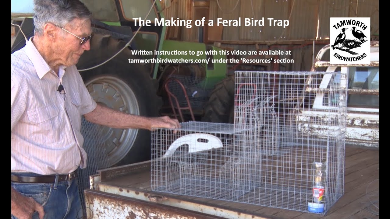 The Making of a Feral Birdtrap