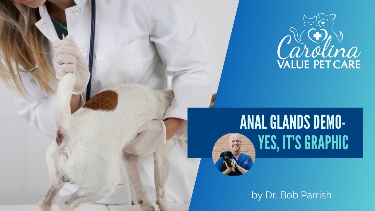 Anal glands