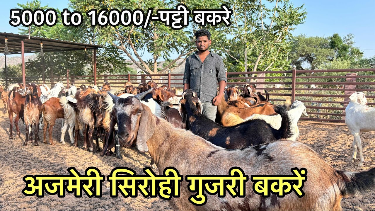 अजमेरी सिरोही गुजरी सस्ते बकरे | visit pallu goat  bakre for sale in rajasthan