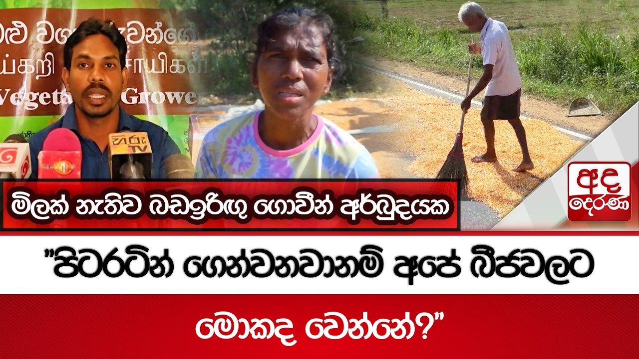 මිලක් නැතිව බඩඉරිඟු ගොවීන් අර්බුදයක 