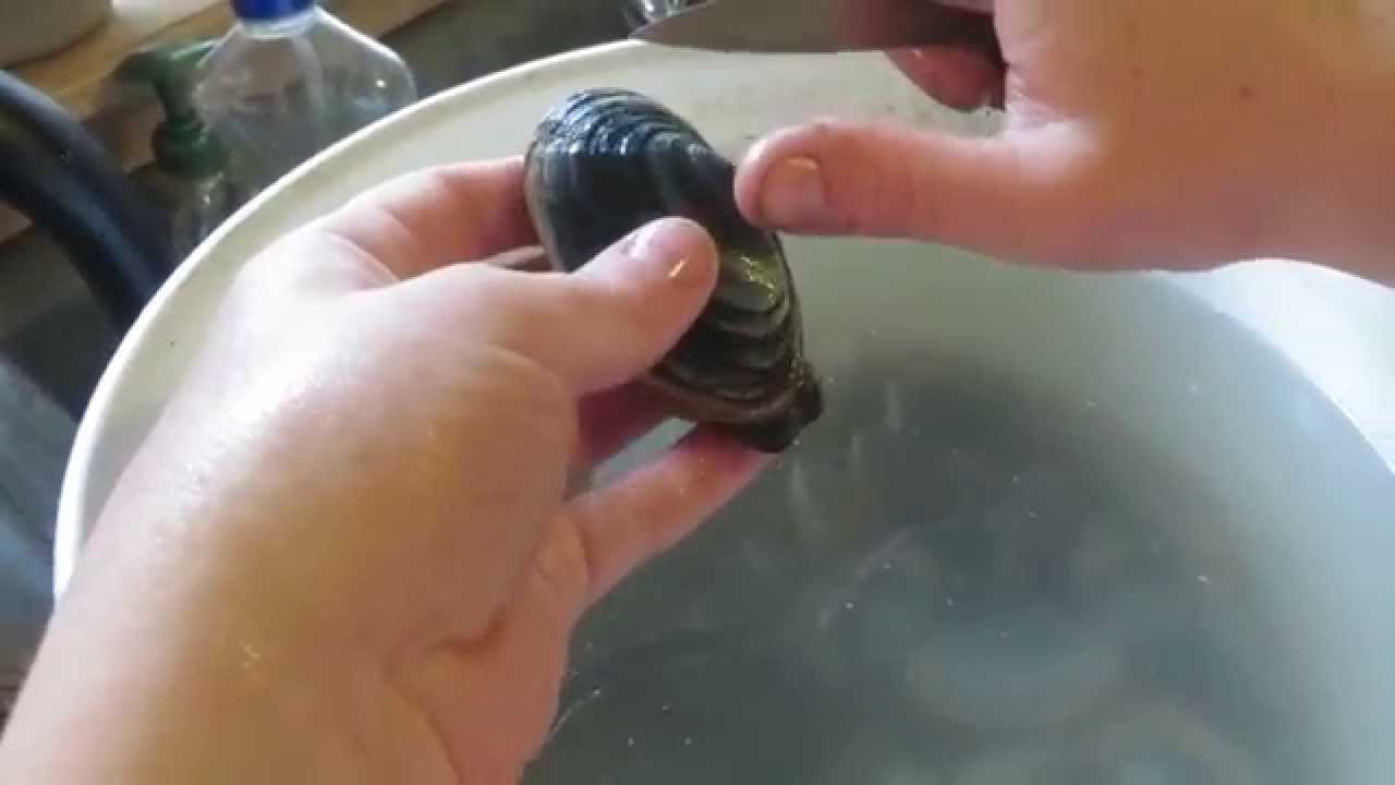 How to shuck and get the sand out of soft shell clams
