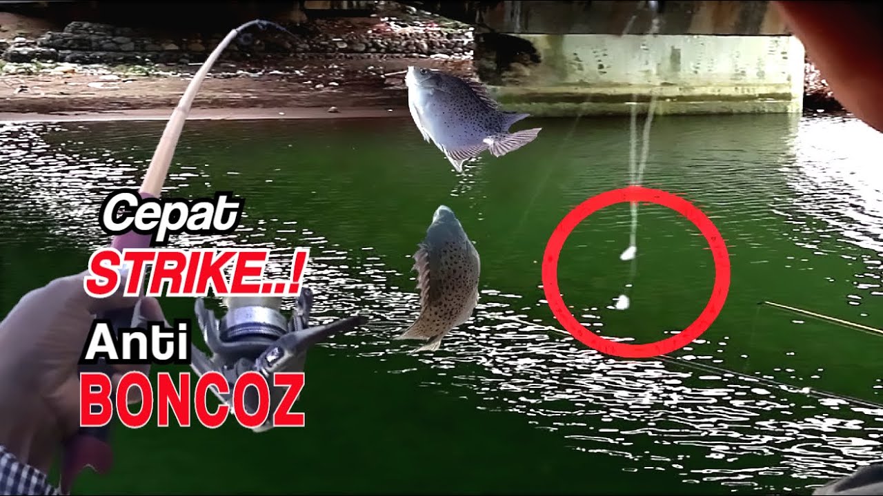 Mancing Ikan KIPER Boncos.? Coba Cara Ini, Cepat Strike || The Legend of Moci. PART 36
