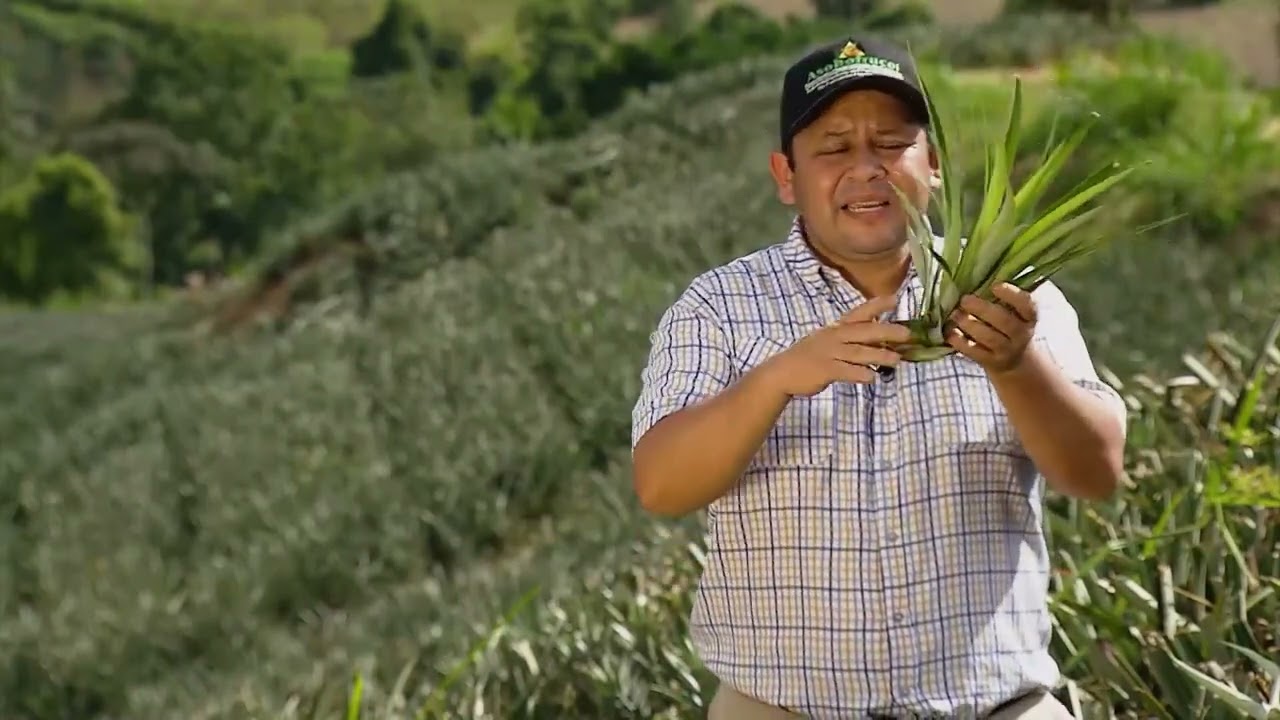 Consejos para incrementar la productividad de la piña - La Finca de Hoy