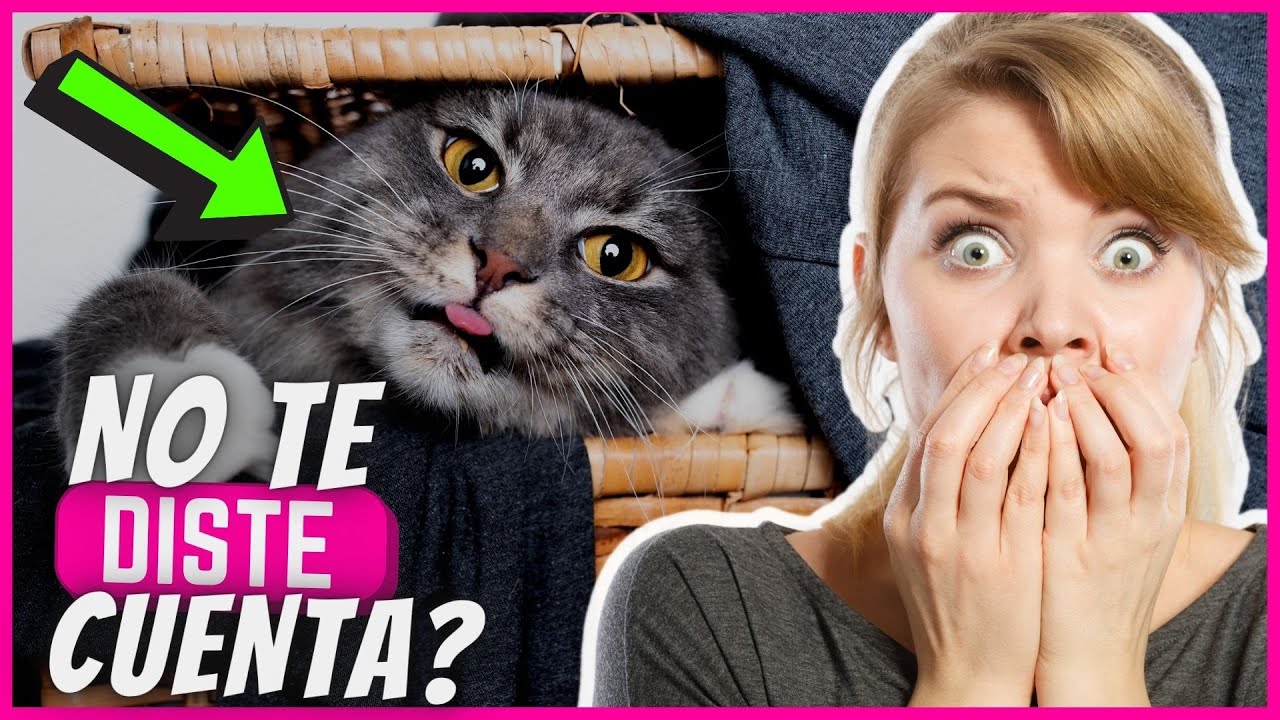 Si tu gato hace esto, ¡actúa inmediatamente!