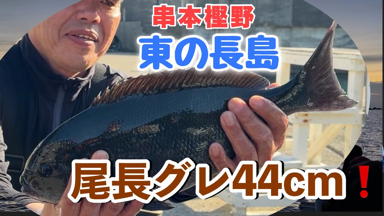【尾長グレ】2026年1月17日串本樫野〔東の長島〕にて44cm❗️